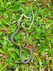 Chrysopelea paradisi