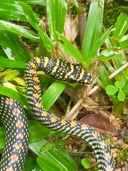 Chrysopelea paradisi