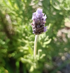 Lavandula dentata