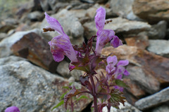 Lamium garganicum