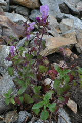 Lamium garganicum
