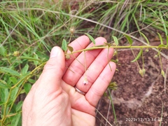 Hermannia boraginiflora