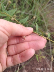 Hermannia boraginiflora