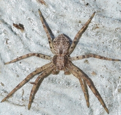 Pulchellodromus