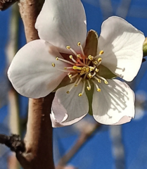 Prunus amygdalus