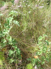 Pelargonium cordifolium