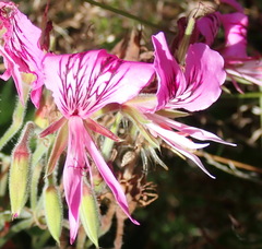 Pelargonium cordifolium