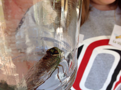 Megatibicen pronotalis