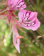 Pelargonium cordifolium