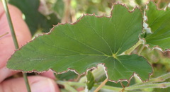 Pelargonium cordifolium
