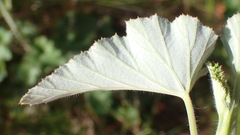 Pelargonium cordifolium