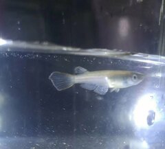 Oryzias curvinotus