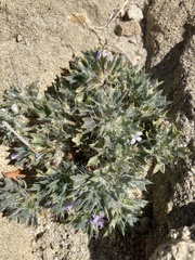 Langloisia setosissima setosissima