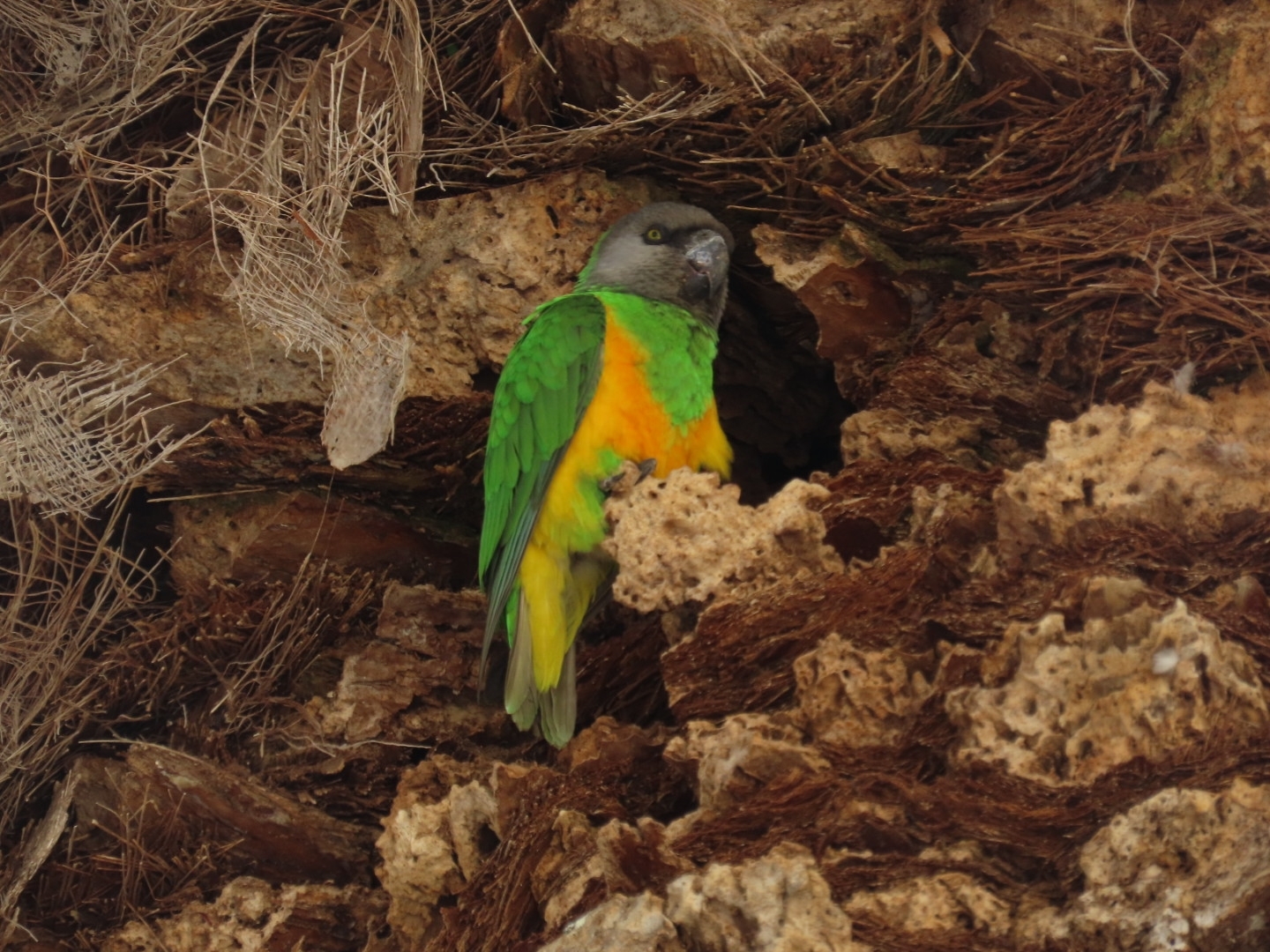 Lorito senegalés