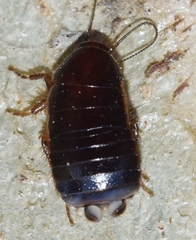 Loboptera decipiens