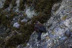 Leucosticte arctoa
