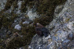 Leucosticte arctoa