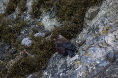 Leucosticte arctoa