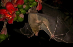 Rousettus aegyptiacus