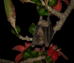 Rousettus aegyptiacus