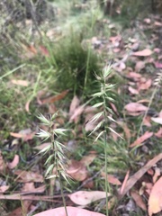 Australopyrum pectinatum