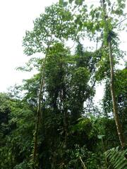 Guzmania