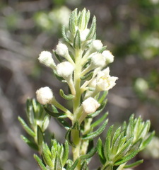 Phylica axillaris