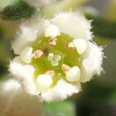 Phylica axillaris