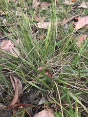 Australopyrum pectinatum