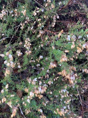 Ericeae