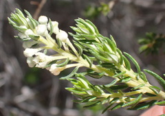 Phylica axillaris