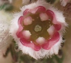 Phylica purpurea pearsonii