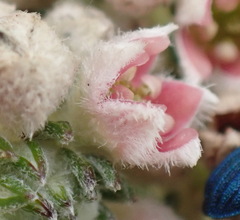 Phylica purpurea pearsonii