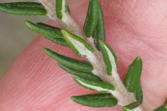 Phylica purpurea pearsonii