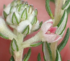 Phylica purpurea pearsonii