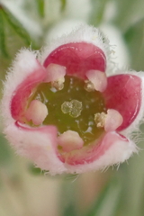 Phylica purpurea pearsonii