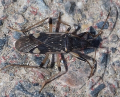 Dieuches armatipes