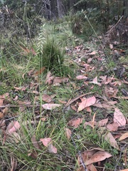 Australopyrum pectinatum