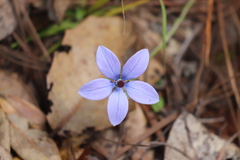 Pseudocodon convolvulaceus