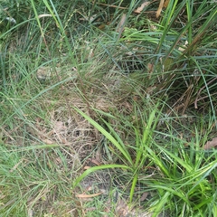 Chlorophytum comosum