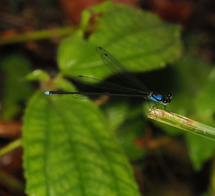 Coeliccia nigrohamata