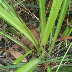 Chlorophytum comosum