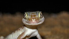 Stenodactylus doriae