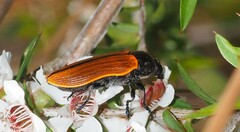 Castiarina rufipennis