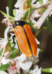 Castiarina rufipennis
