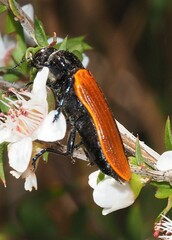 Castiarina rufipennis