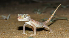 Stenodactylus doriae