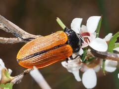 Castiarina rufipennis