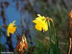 Narcissus pseudonarcissus