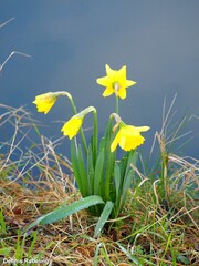 Narcissus pseudonarcissus